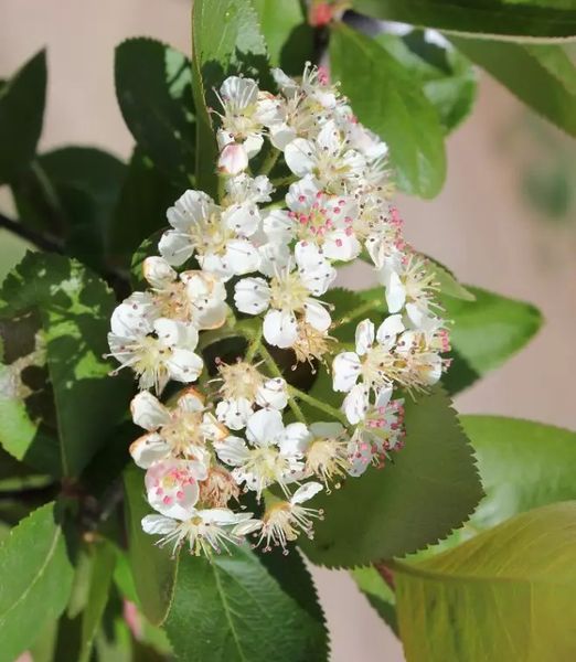 Aronia melanocarpa 'Hugin' 120 cm kmeň